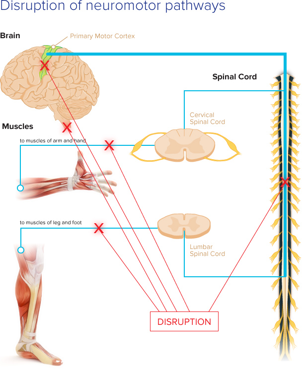 a neuron carrying messages away from the brain or spinal cord